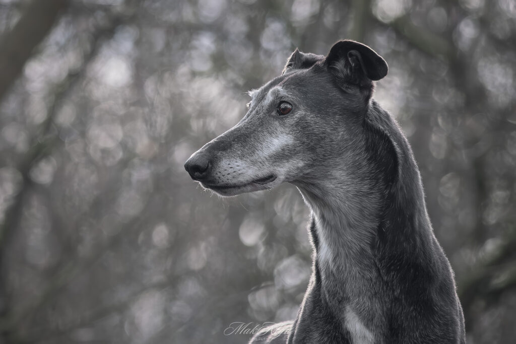 outdoor pet photography session in Krakow