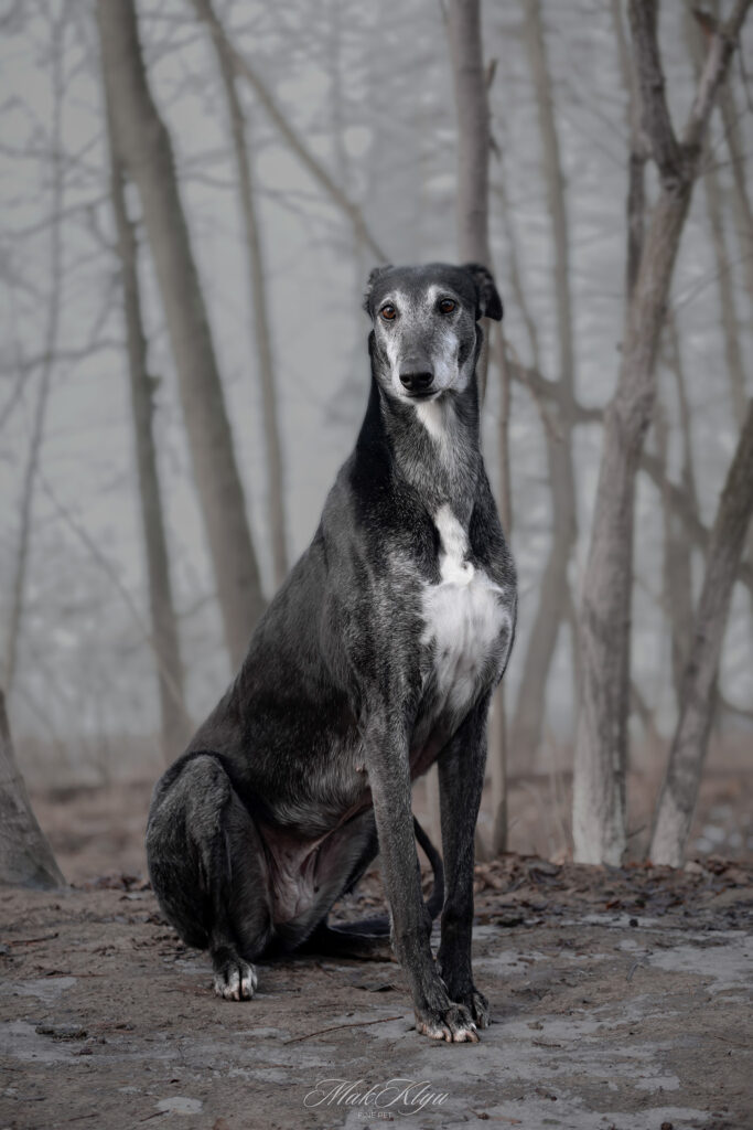 A quiet greyhound sitting in a misty forest