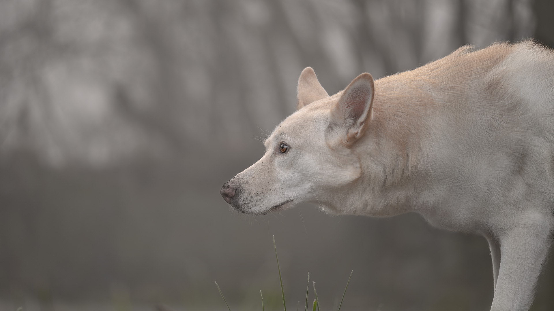 Outdoor pet photography session in Krakow with dogs in natural light