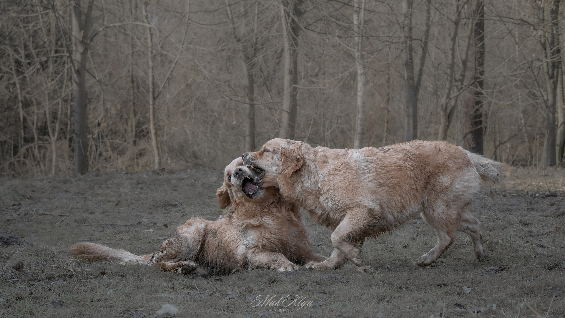 outdoor pet photography session in Krakow