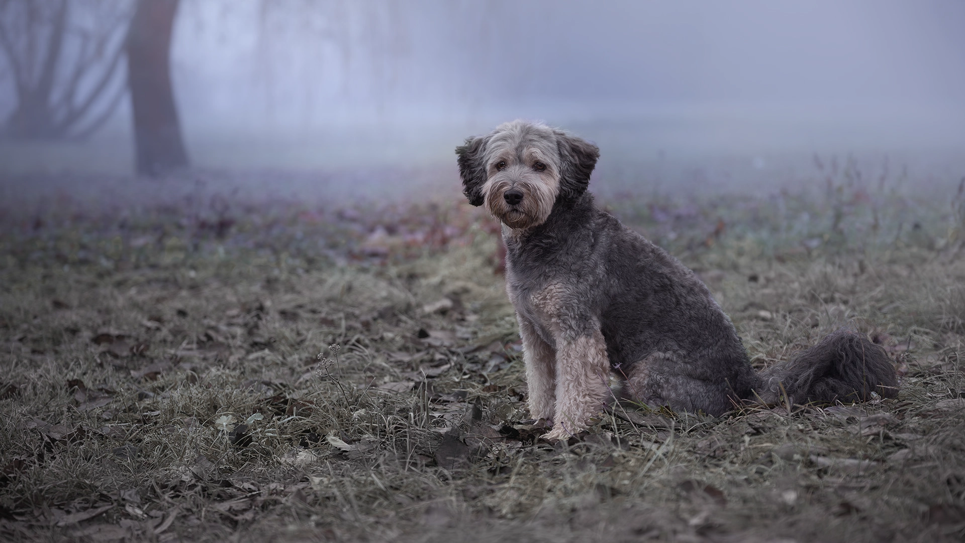 Artistic outdoor dog portrait in Krakow by Makklyu Art