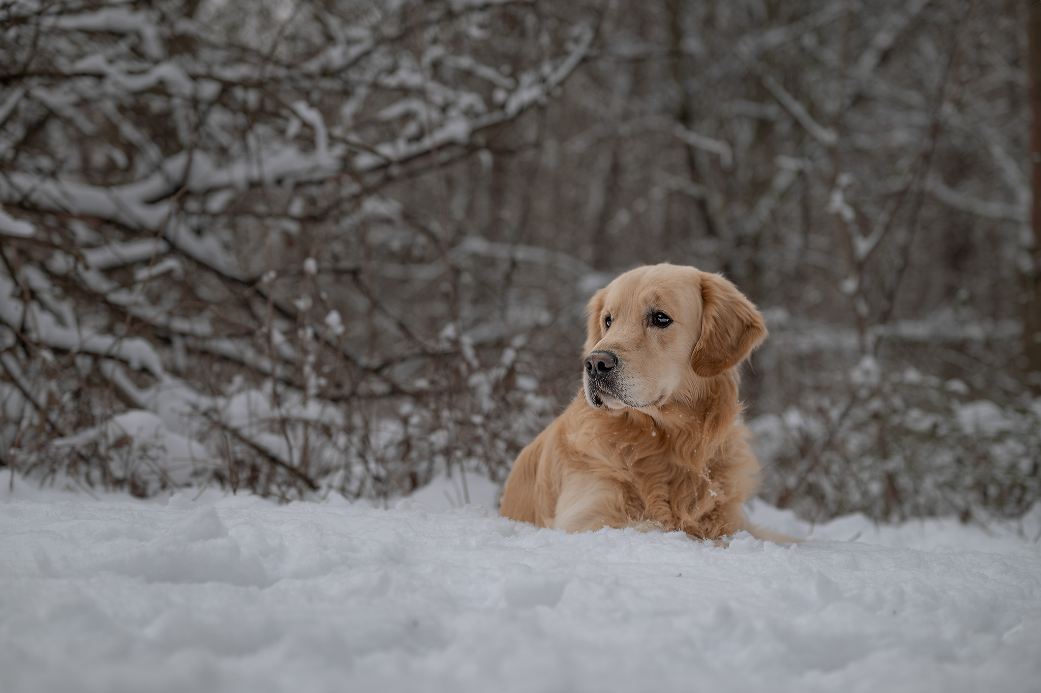Outdoor pet photography session