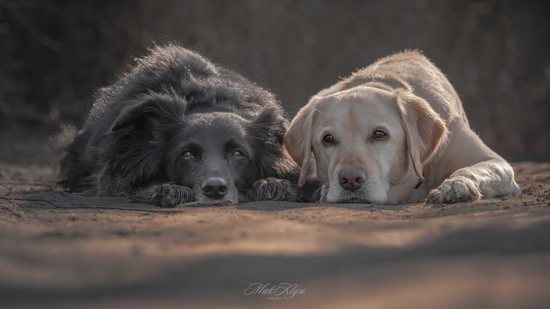 Artistic Outdoor pet portrait