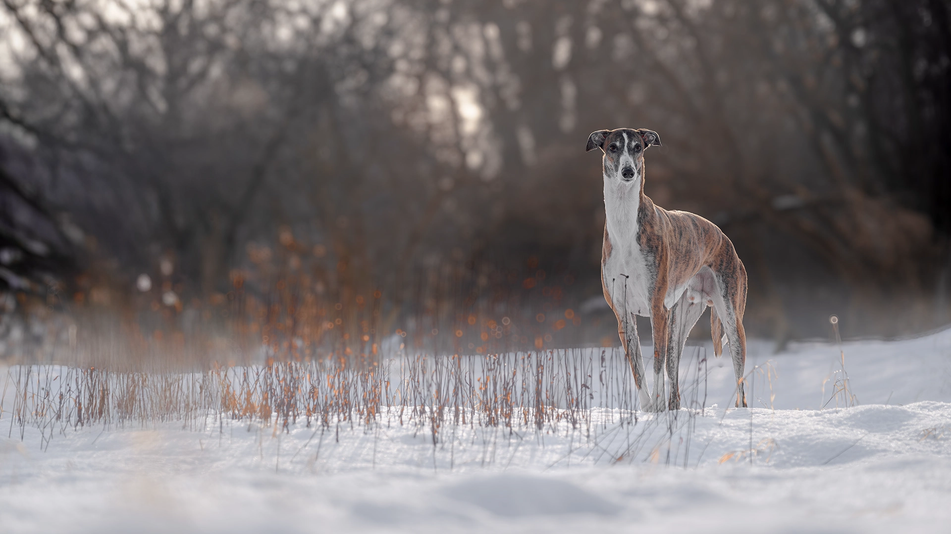 outdoor pet photography session in Krakow with dogs in natural light 