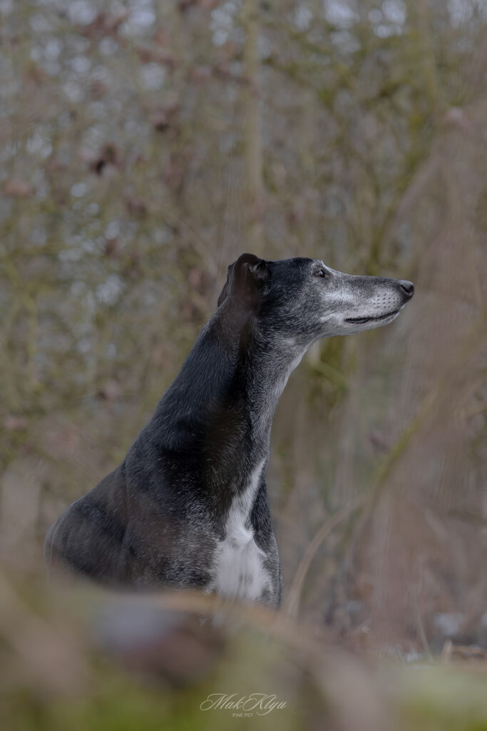 Dog portrait in natural surroundings in Kraków