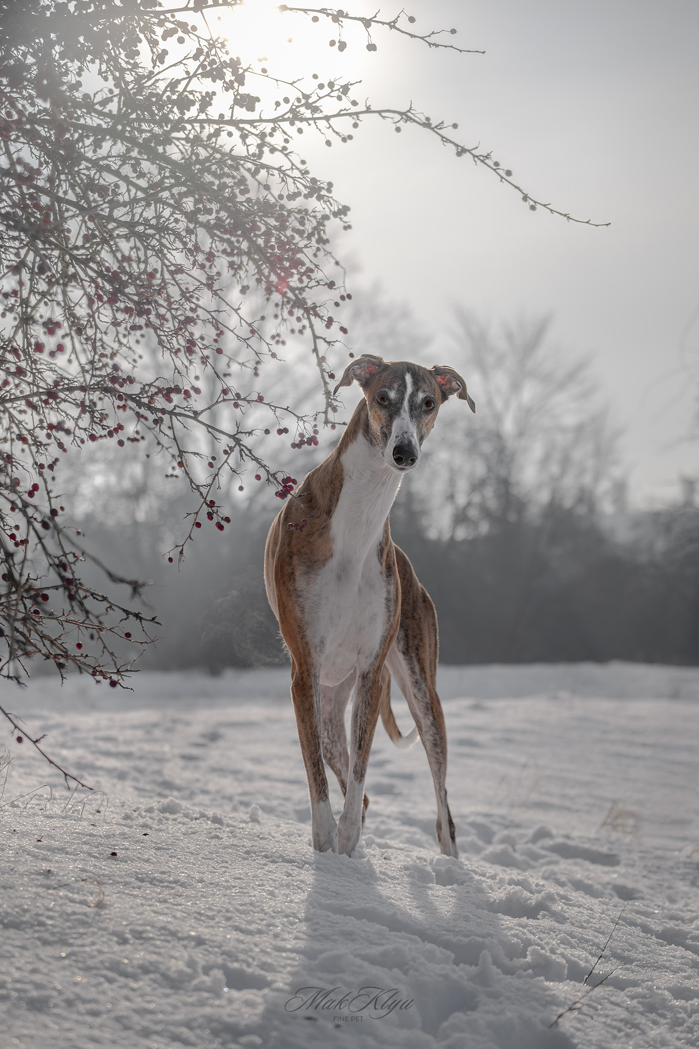 outdoor pet photography session by Makklyu