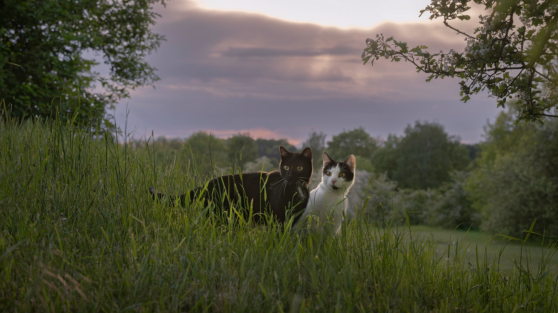 Artistic outdoor cat portrait in Krakow by Makklyu Art