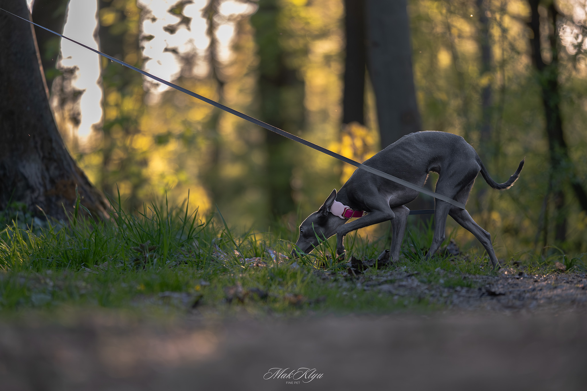 outdoor pet photography session in Krakow