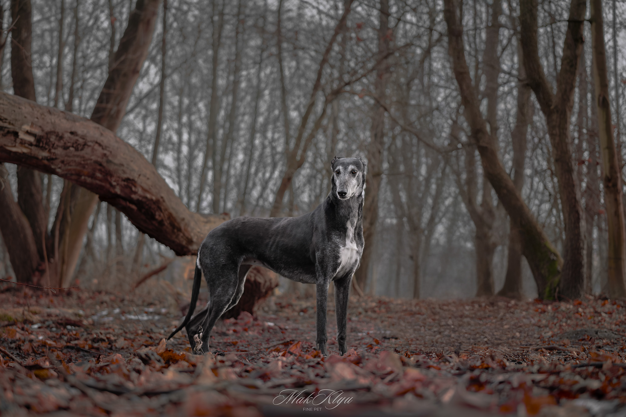 Artistic outdoor pet portrait in Krakow