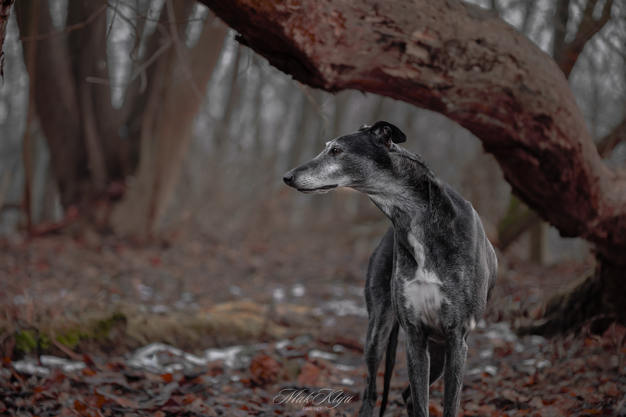 outdoor pet photography session in Krakow