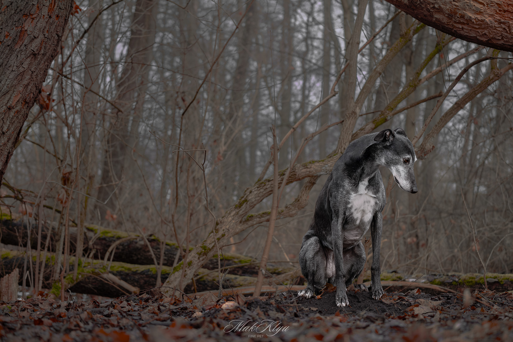 Artistic outdoor pet portrait in Krakow