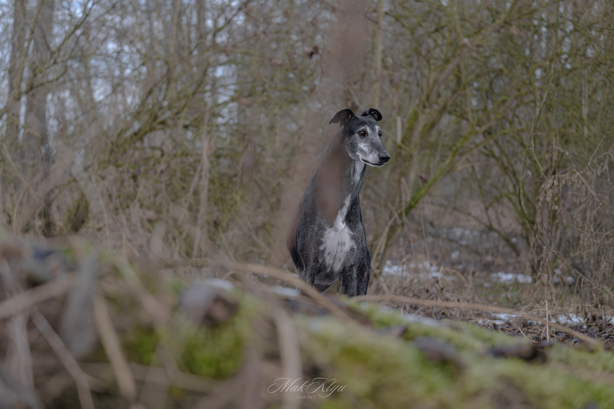 outdoor pet photography session in Krakow