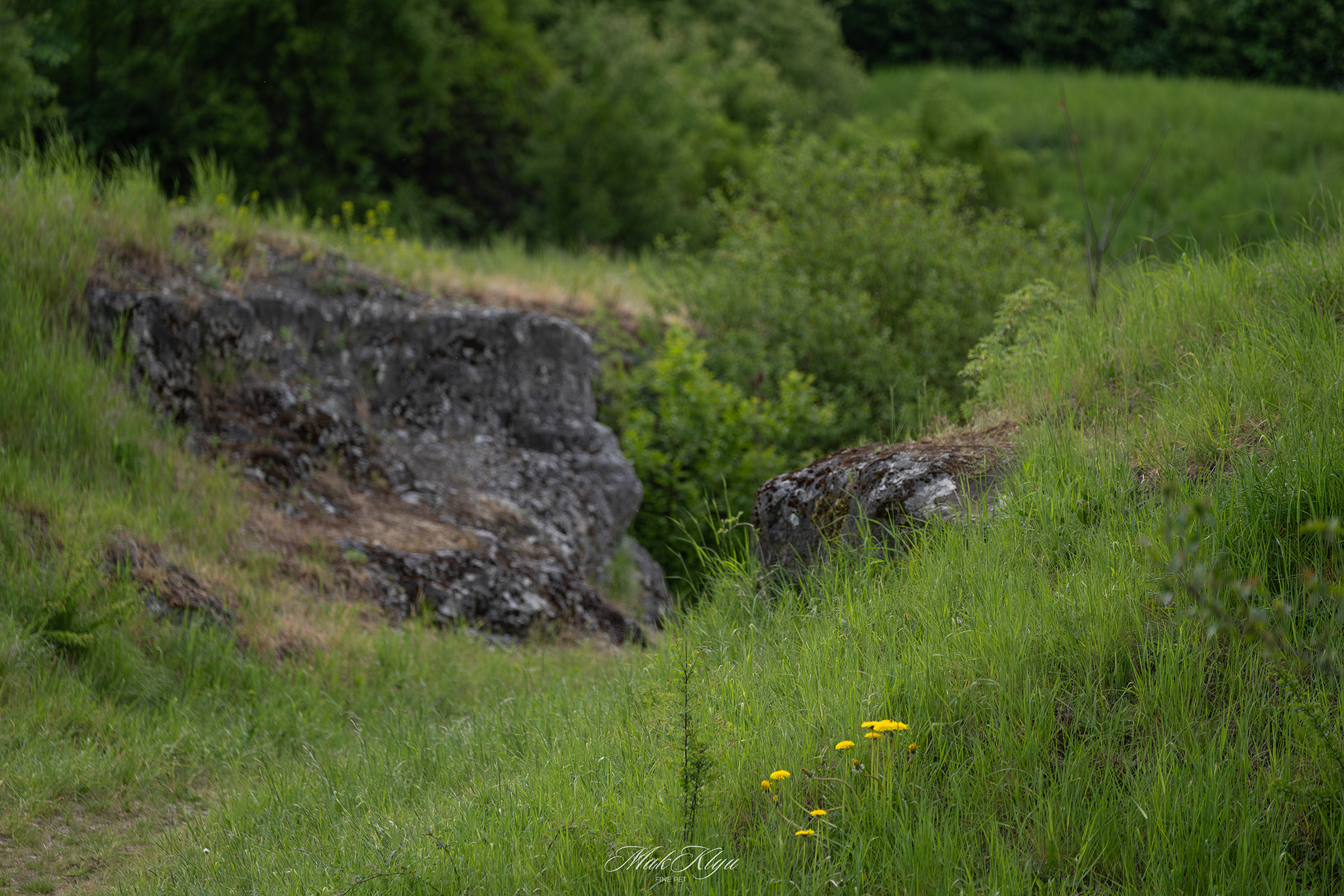 outdoor pet photography session in Krakow