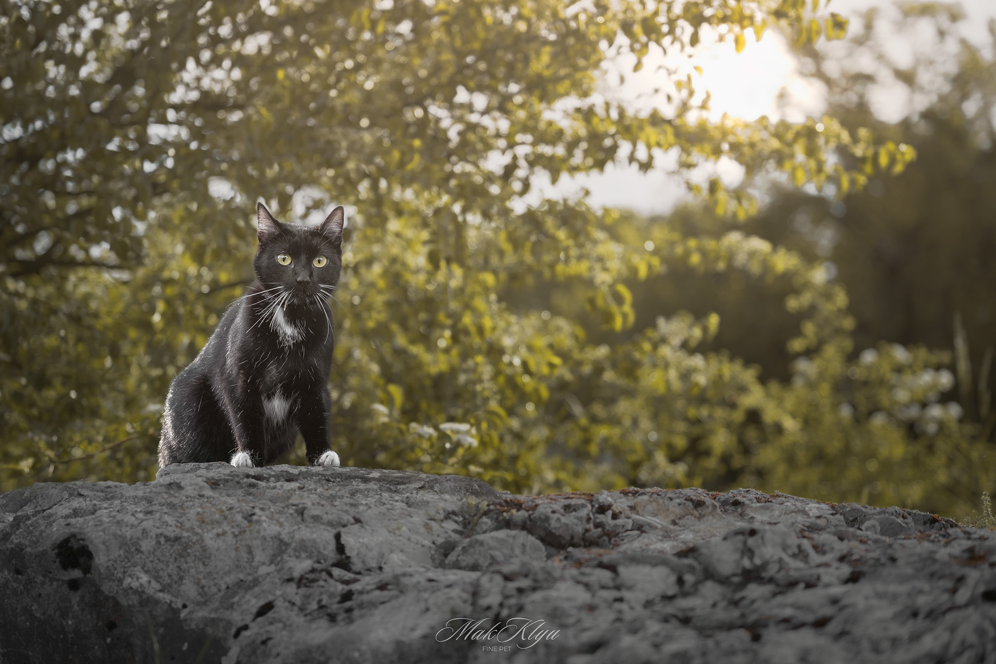 outdoor pet photography session in Krakow