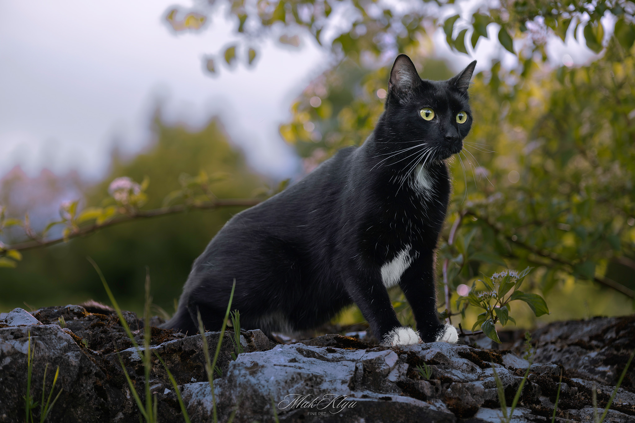 Artistic outdoor pet portrait in Krakow