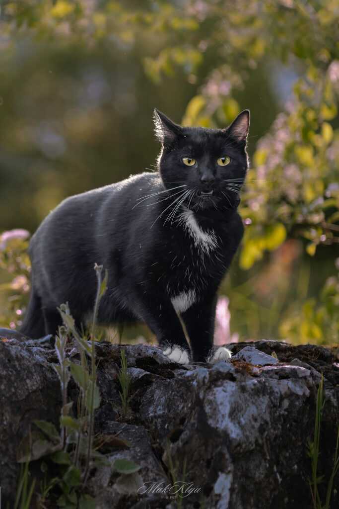 Artistic outdoor pet portrait in Krakow