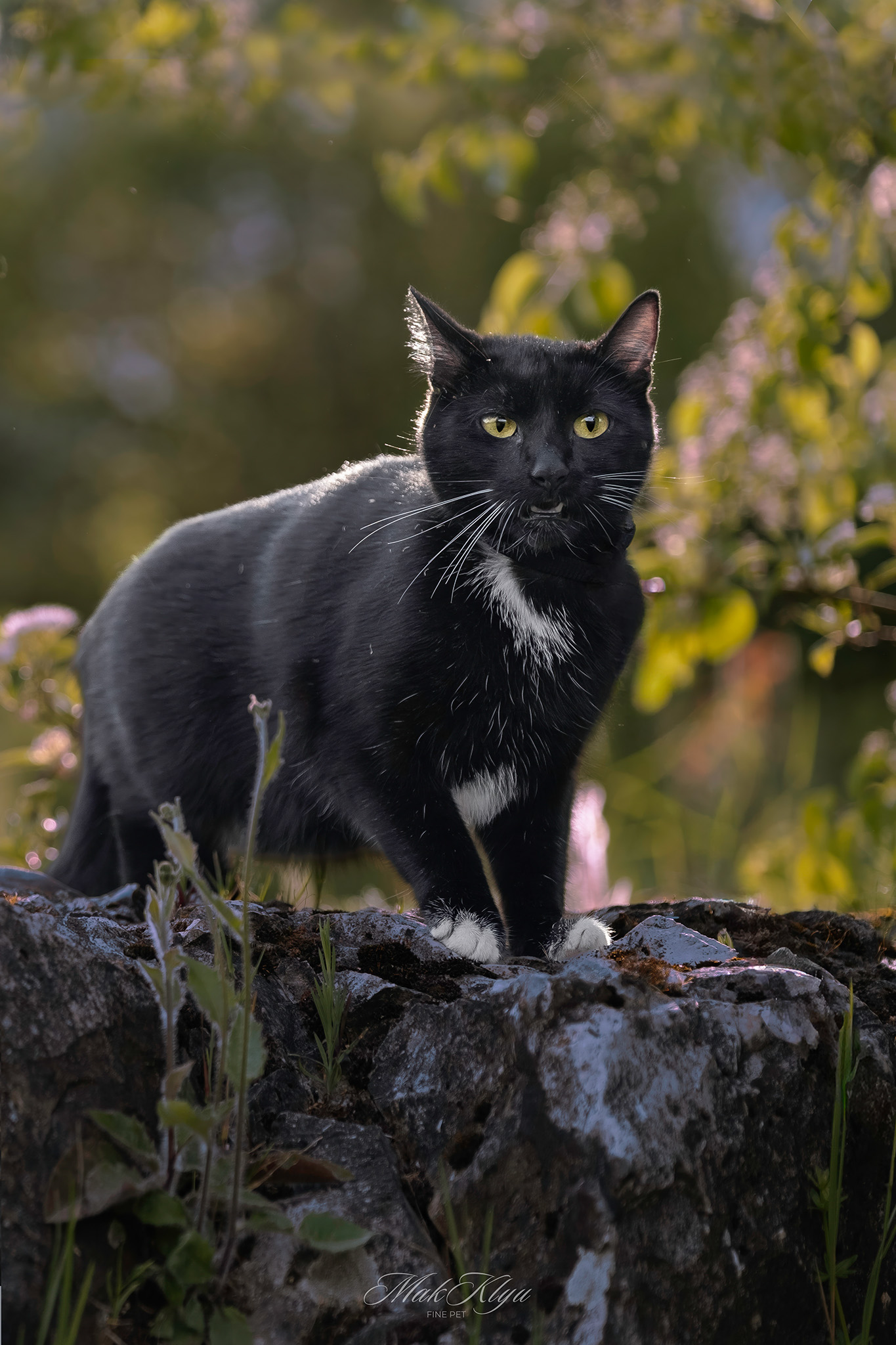Artistic outdoor pet portrait in Krakow