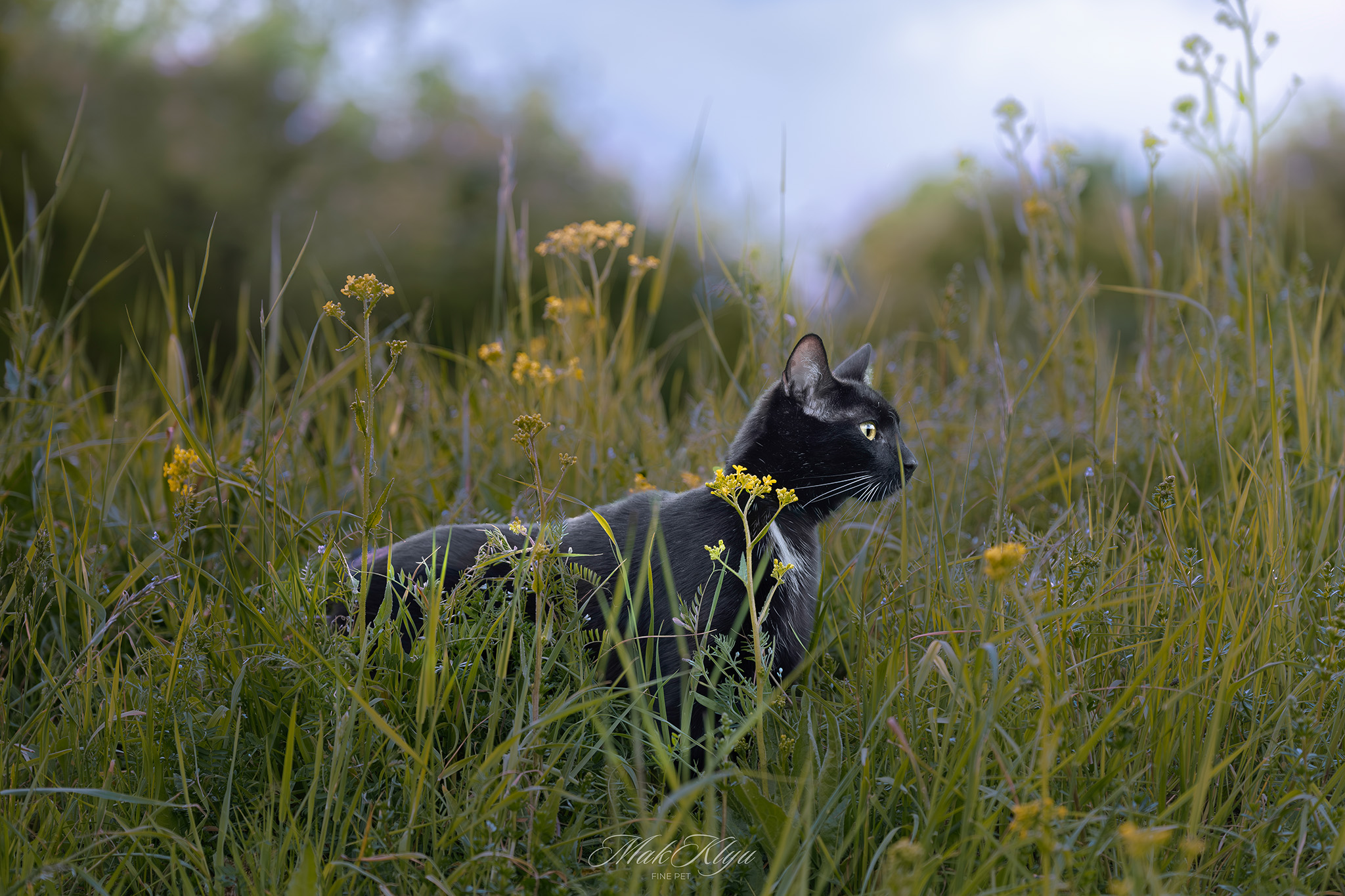 Artistic outdoor pet portrait in Krakow