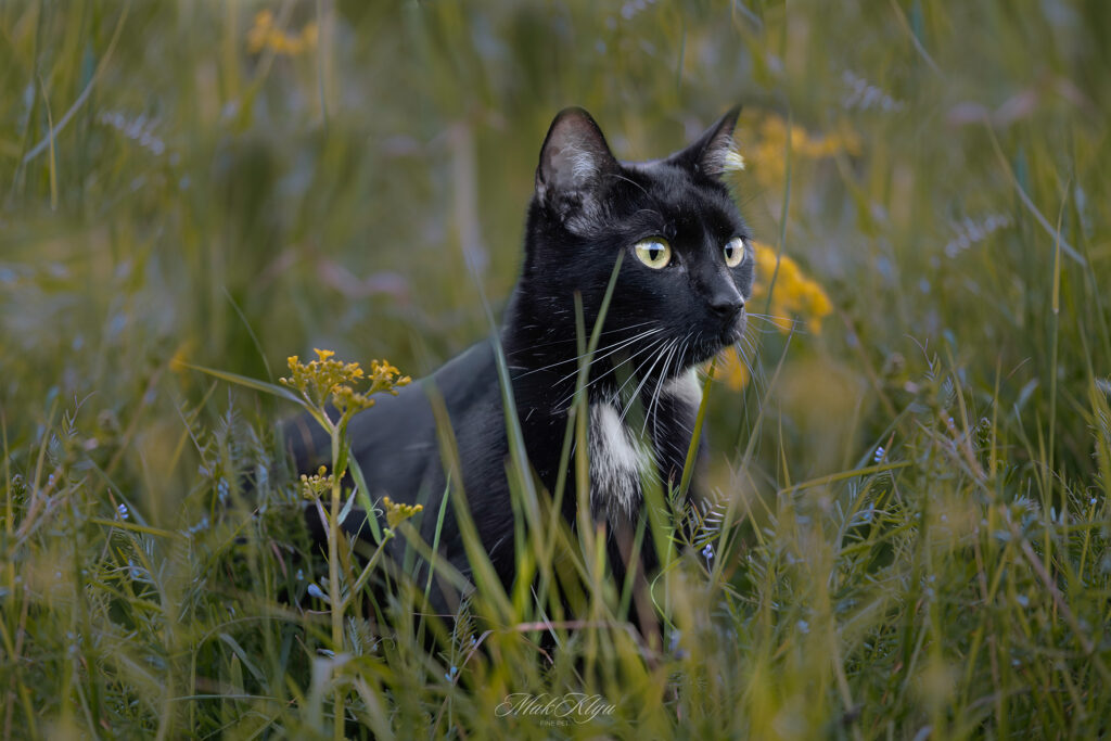 Artistic outdoor pet portrait in Krakow