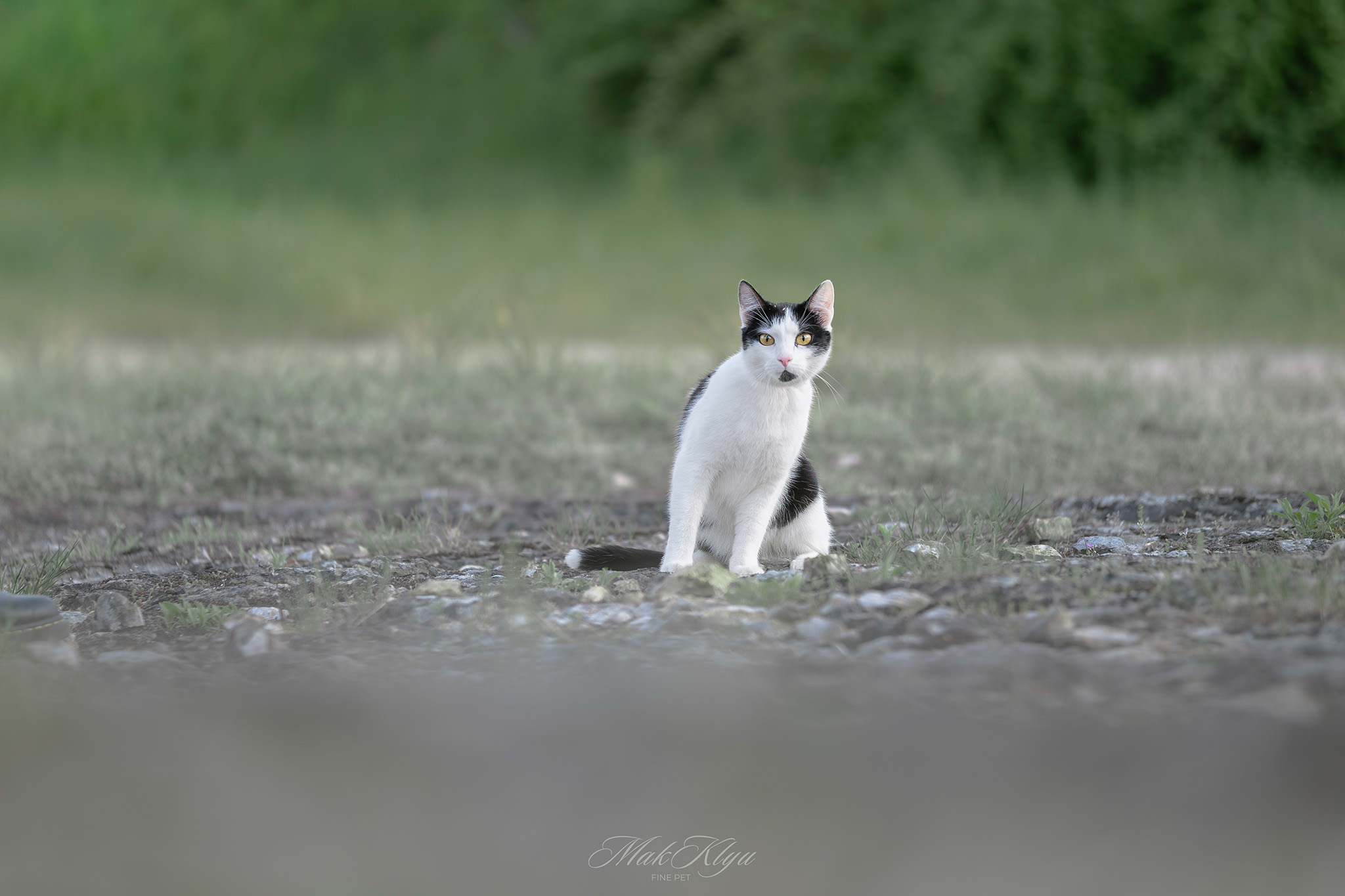 Artistic outdoor pet portrait in Krakow