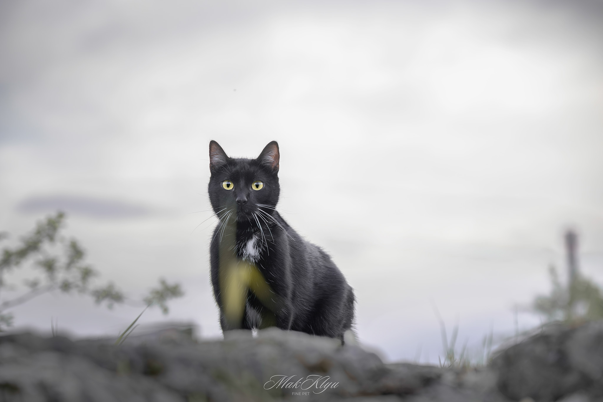 Artistic outdoor pet portrait in Krakow