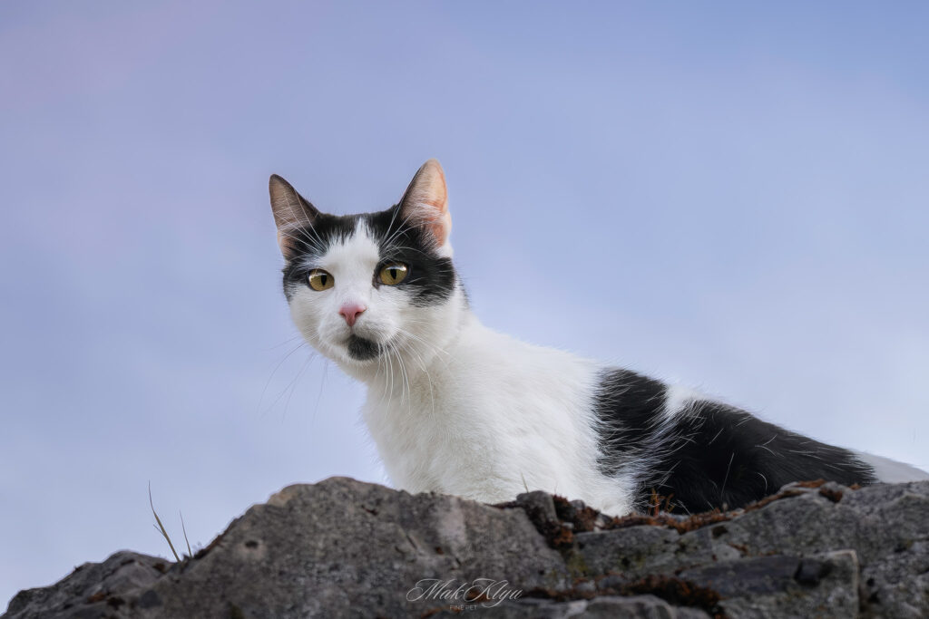 Artistic outdoor pet portrait in Krakow