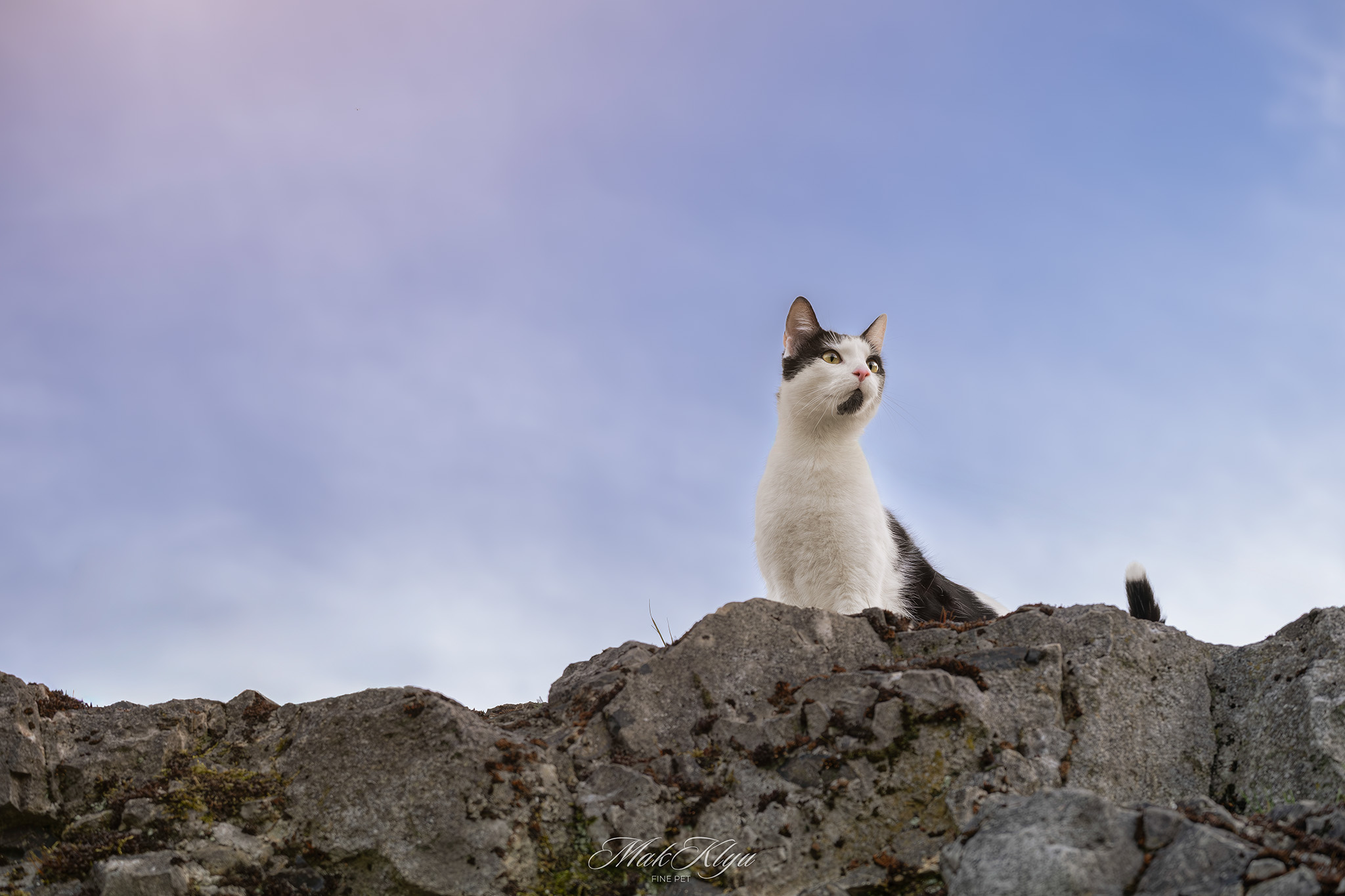 Some cats become comfortable quickly. Others need more time. Every cat responds differently. The session should adapt to the cat rather than expecting the cat to adapt to a strict schedule. Patience creates better photographs than pressure.