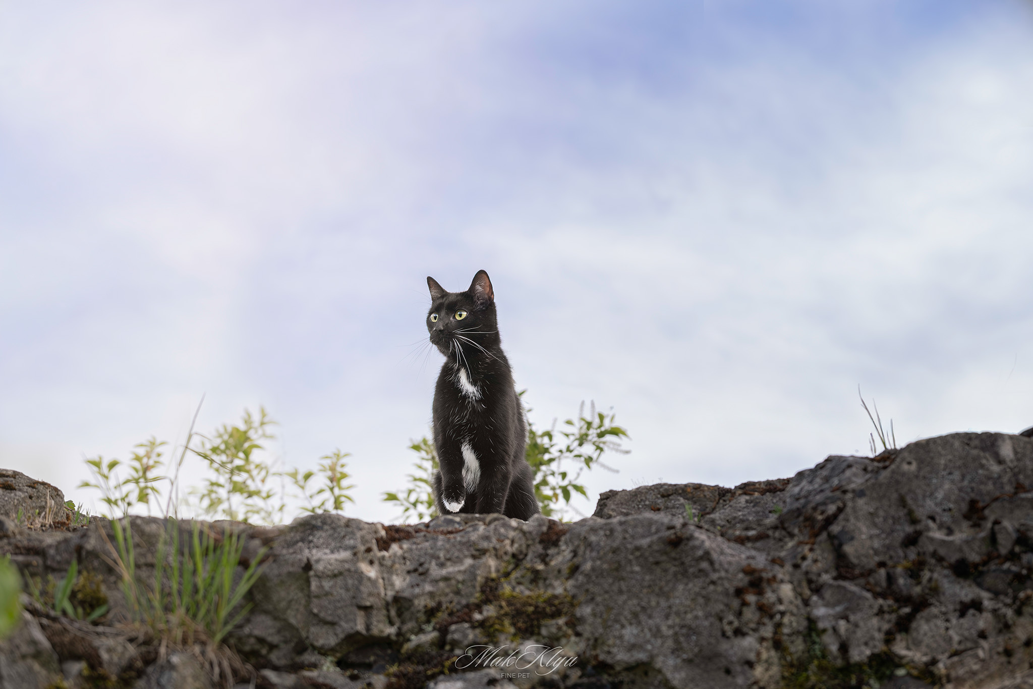 outdoor pet photography session in Krakow