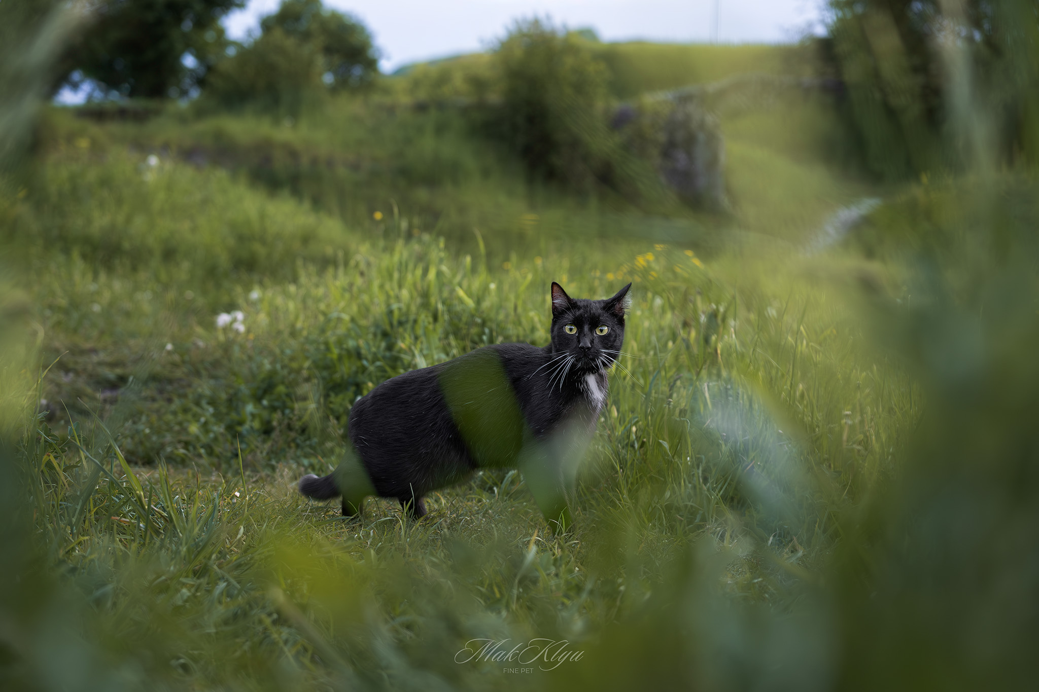 Artistic outdoor pet portrait in Krakow