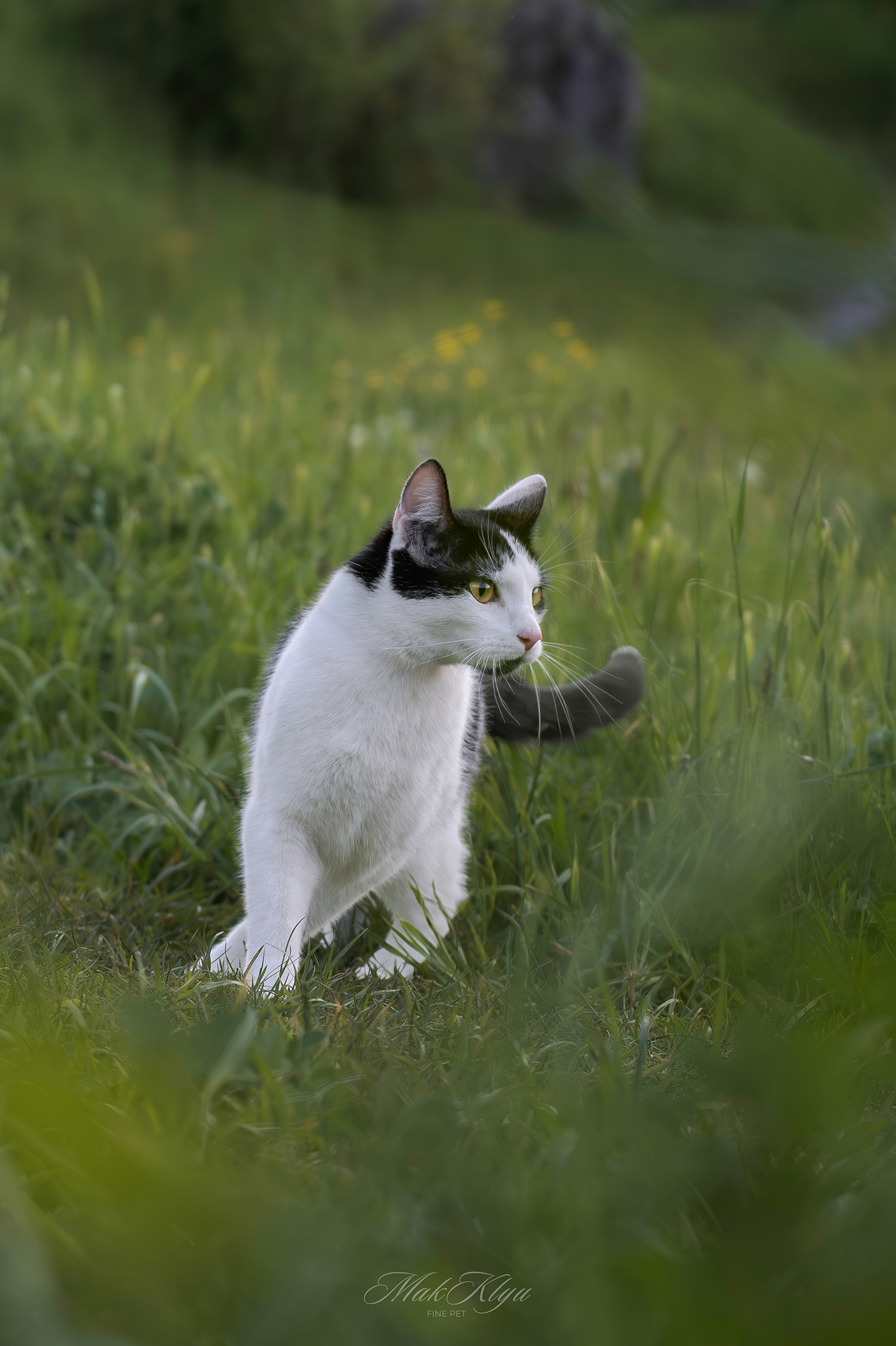 Artistic outdoor pet portrait in Krakow