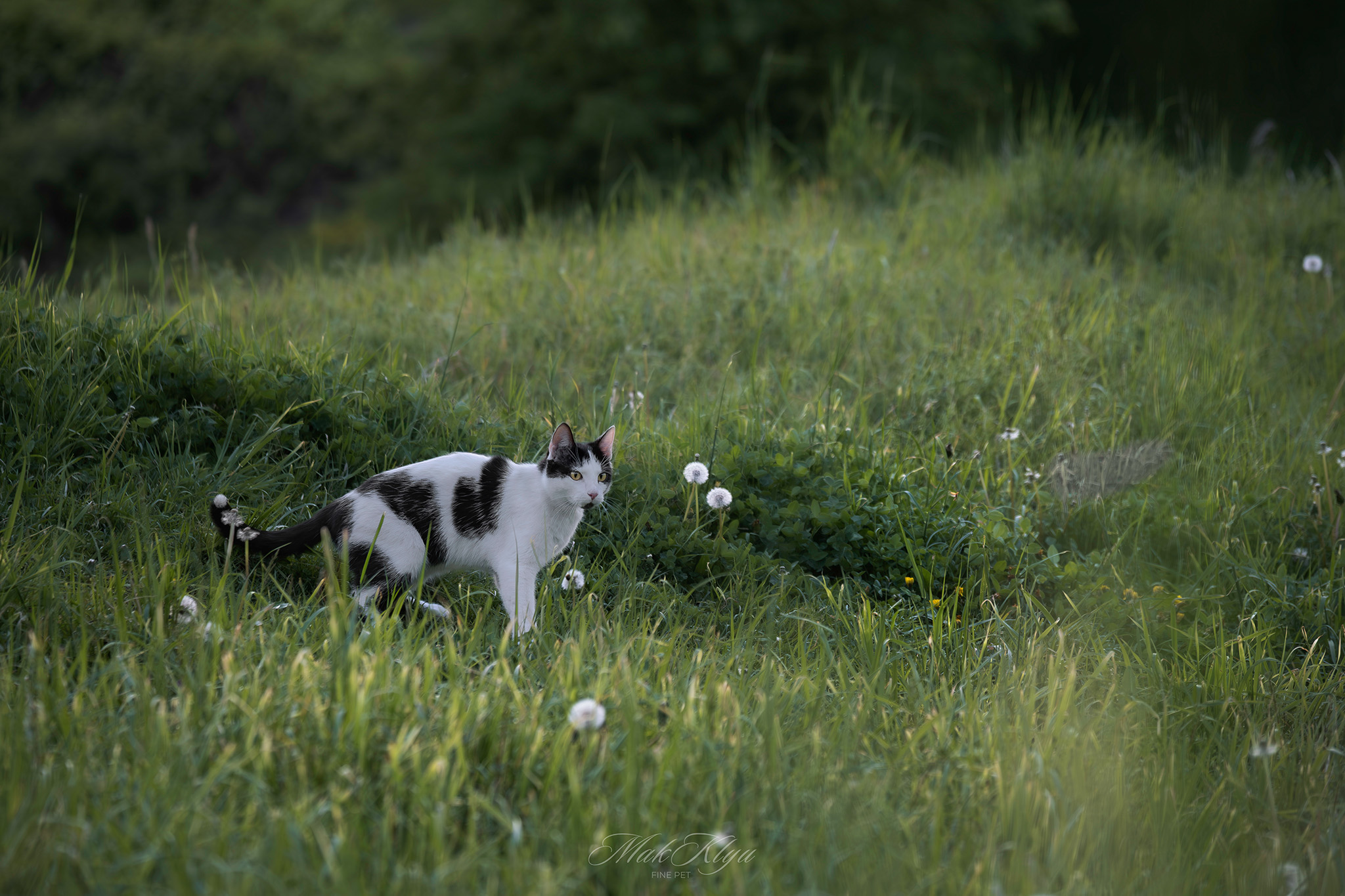 Artistic outdoor pet portrait in Krakow