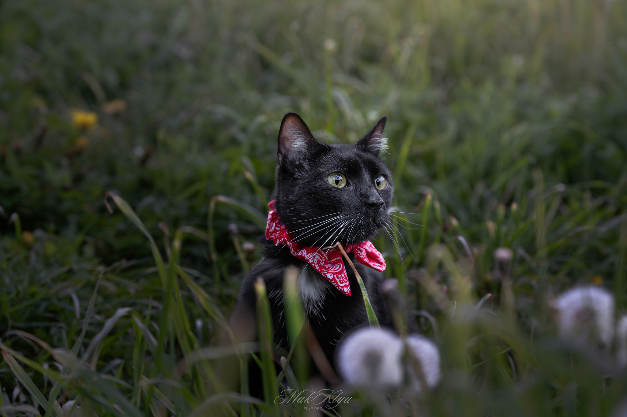 Artistic outdoor pet portrait in Krakow