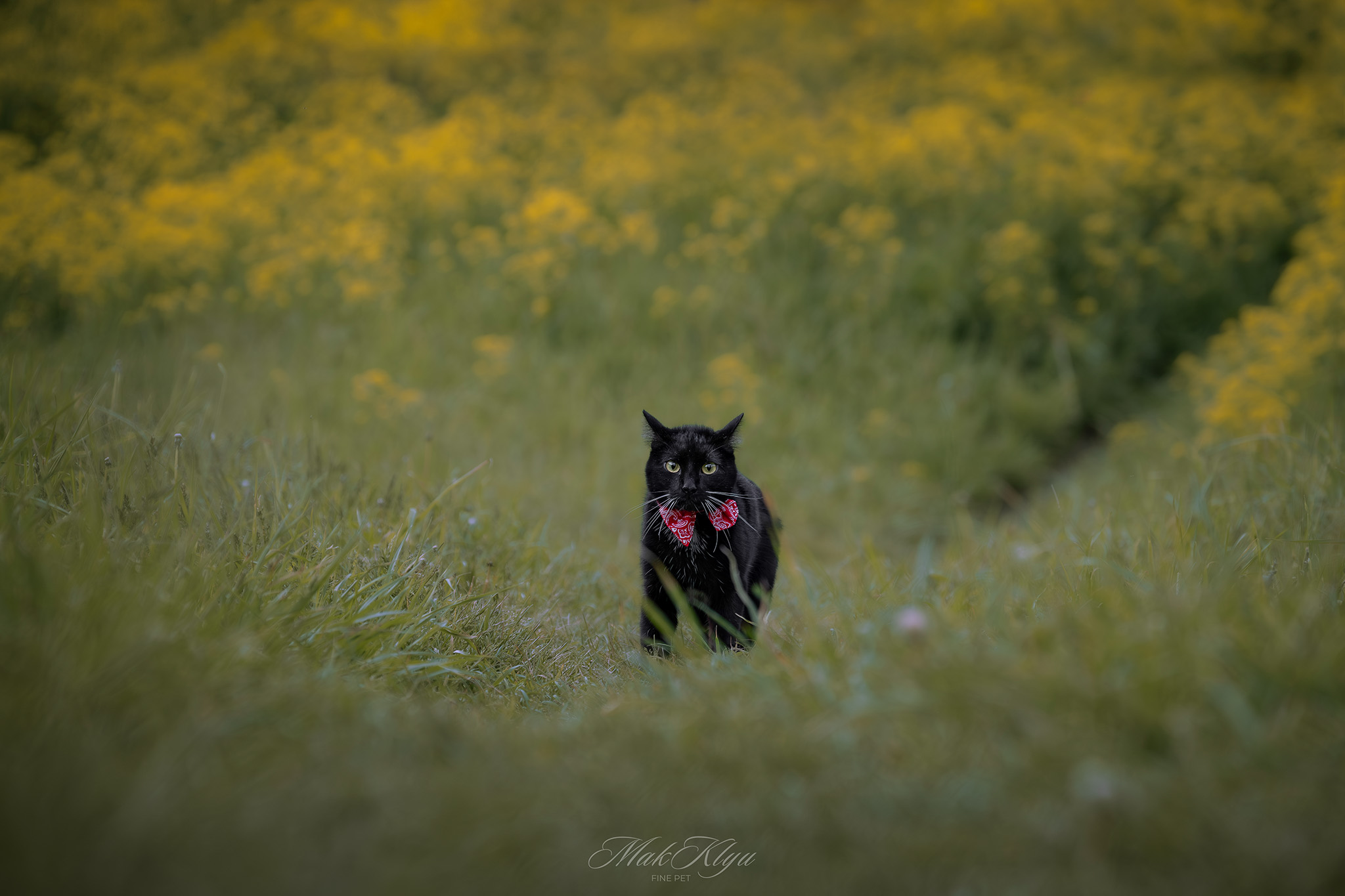Artistic outdoor pet portrait in Krakow
