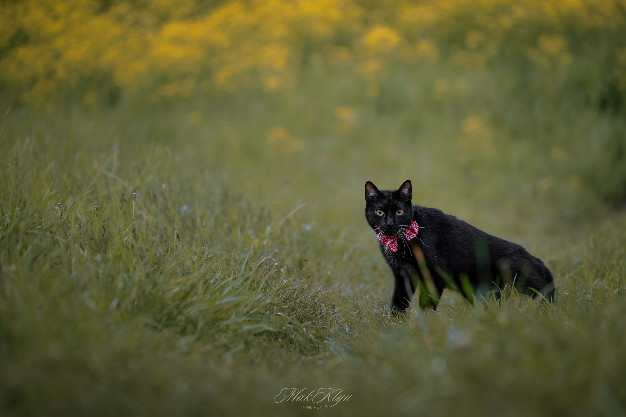 Artistic outdoor pet portrait in Krakow