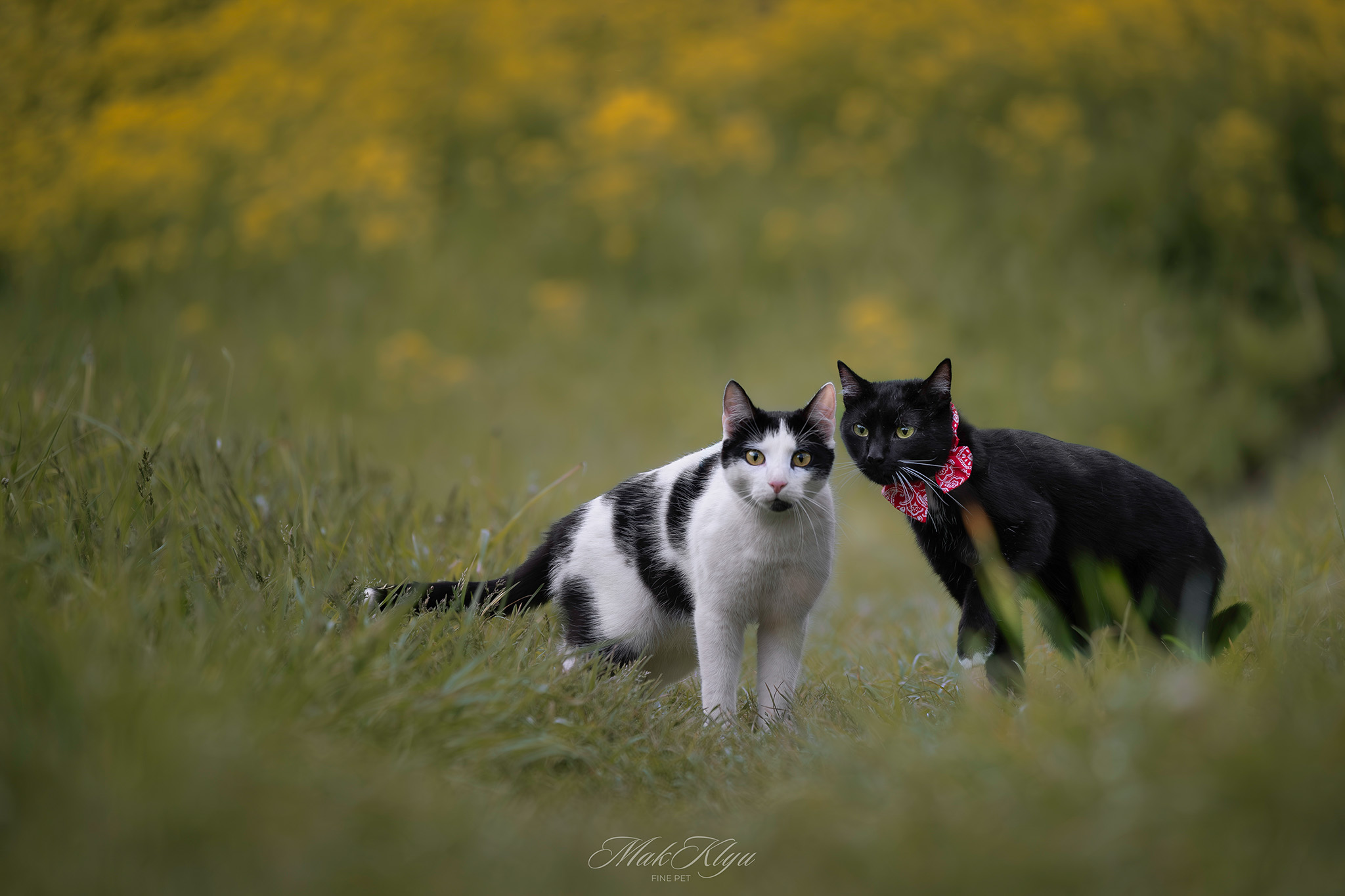 Artistic outdoor pet portrait in Krakow