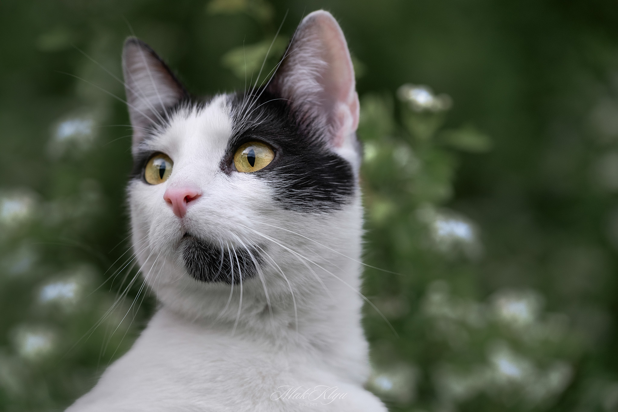 Artistic outdoor pet portrait in Krakow