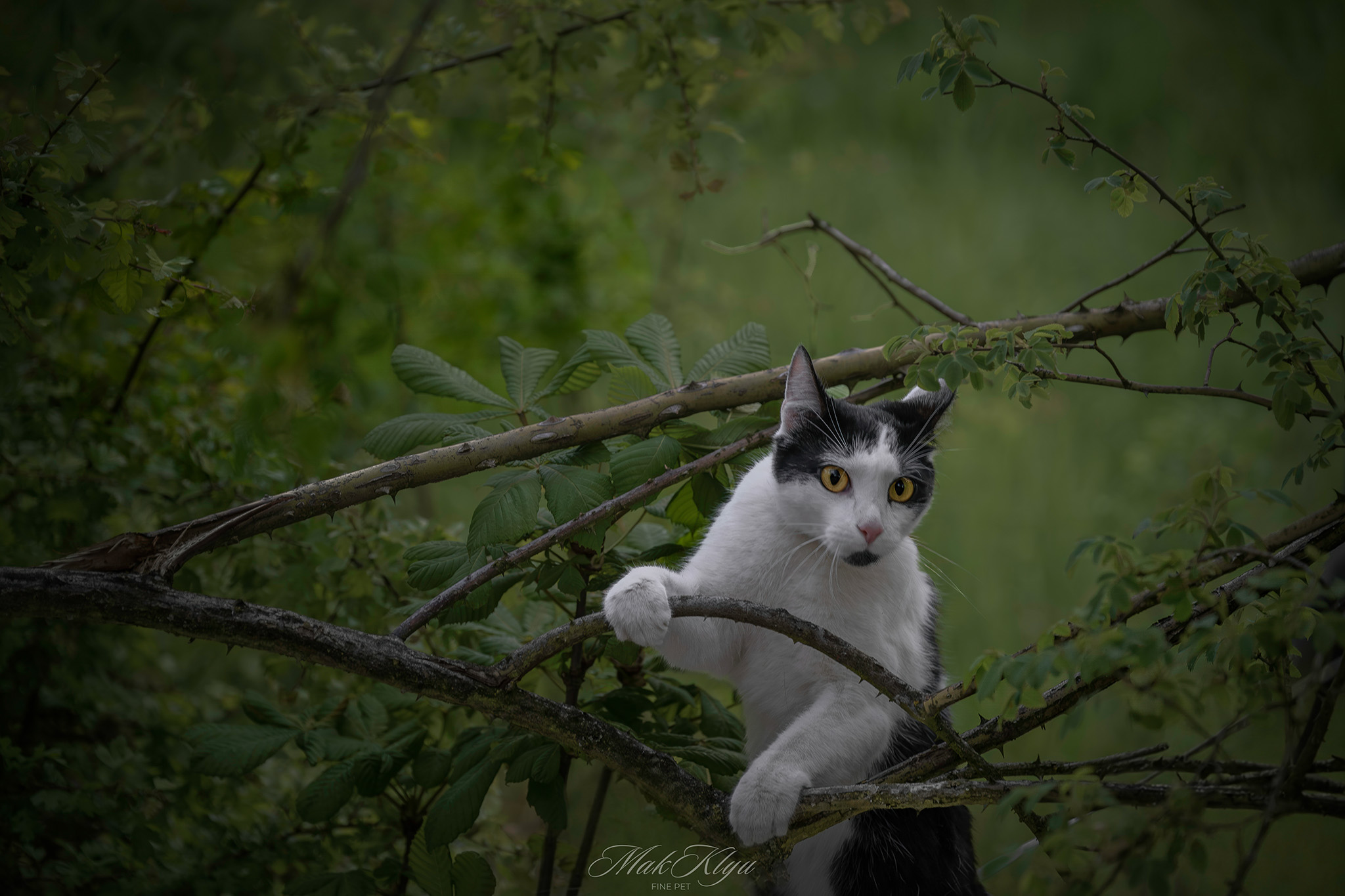 Artistic outdoor pet portrait in Krakow
