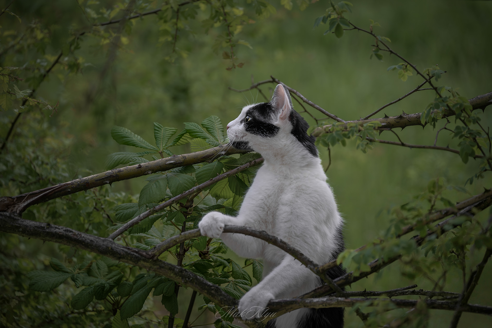 Outdoor cat photography is not about perfect poses. The most memorable portraits often happen naturally. A curious glance. A quiet pause. A moment of observation. These genuine expressions reveal far more personality than a carefully directed position.