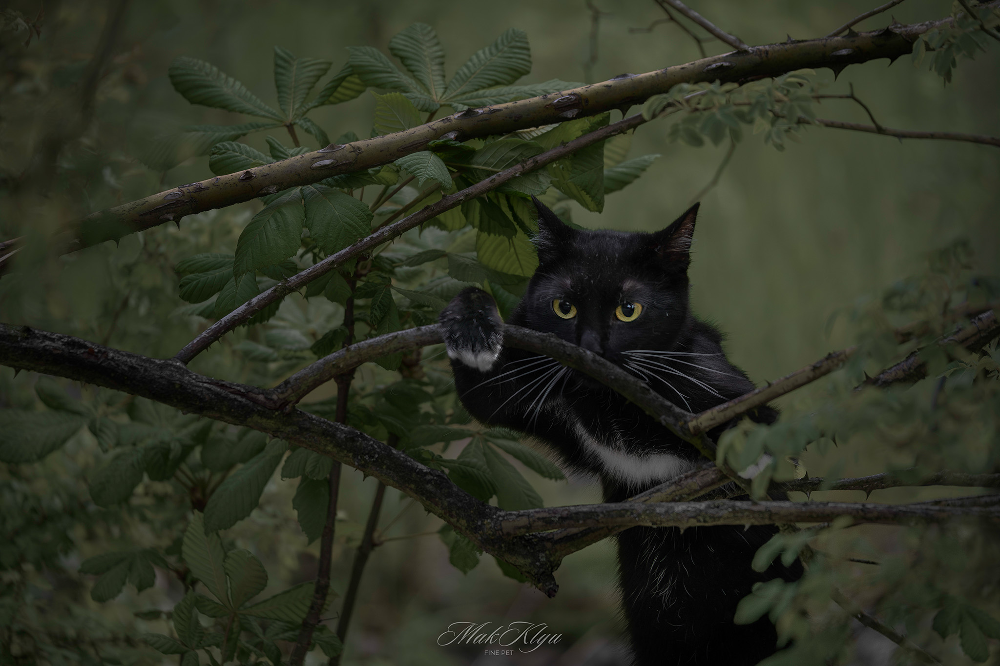 Artistic outdoor pet portrait in Krakow