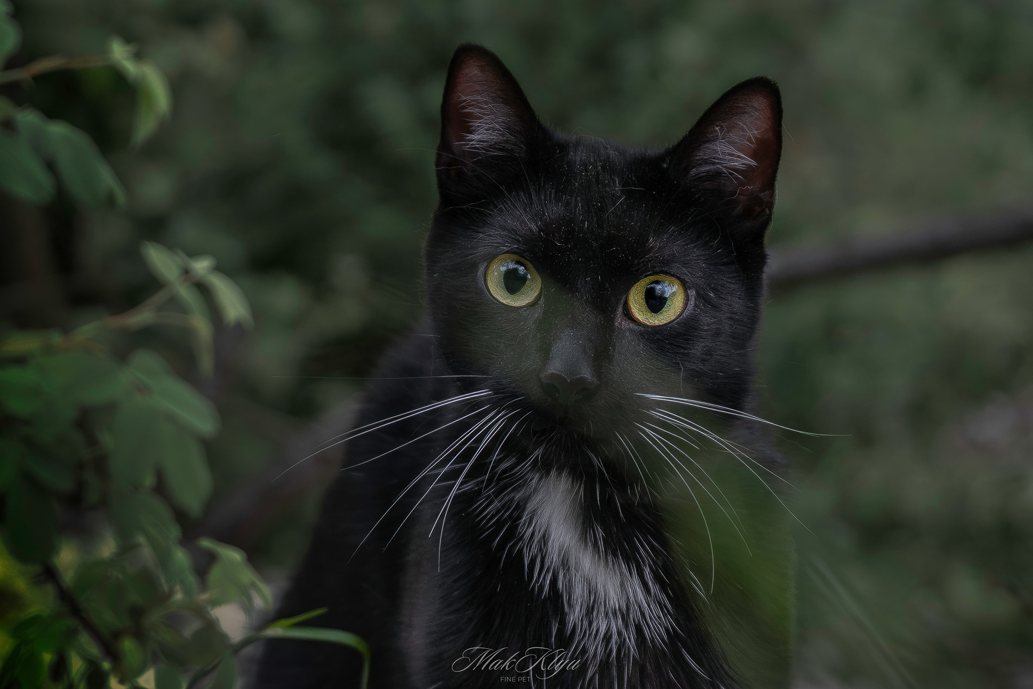 Artistic outdoor pet portrait in Krakow