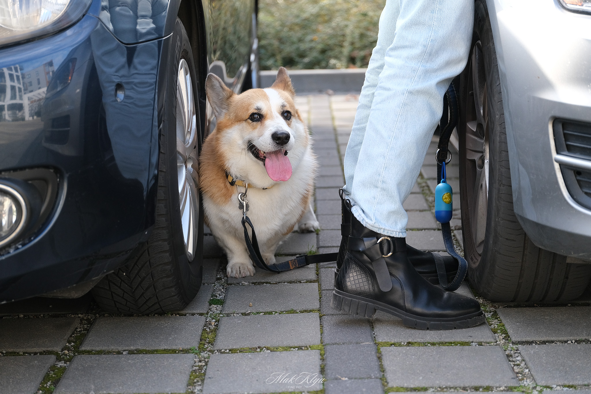 outdoor pet photography session in Krakow