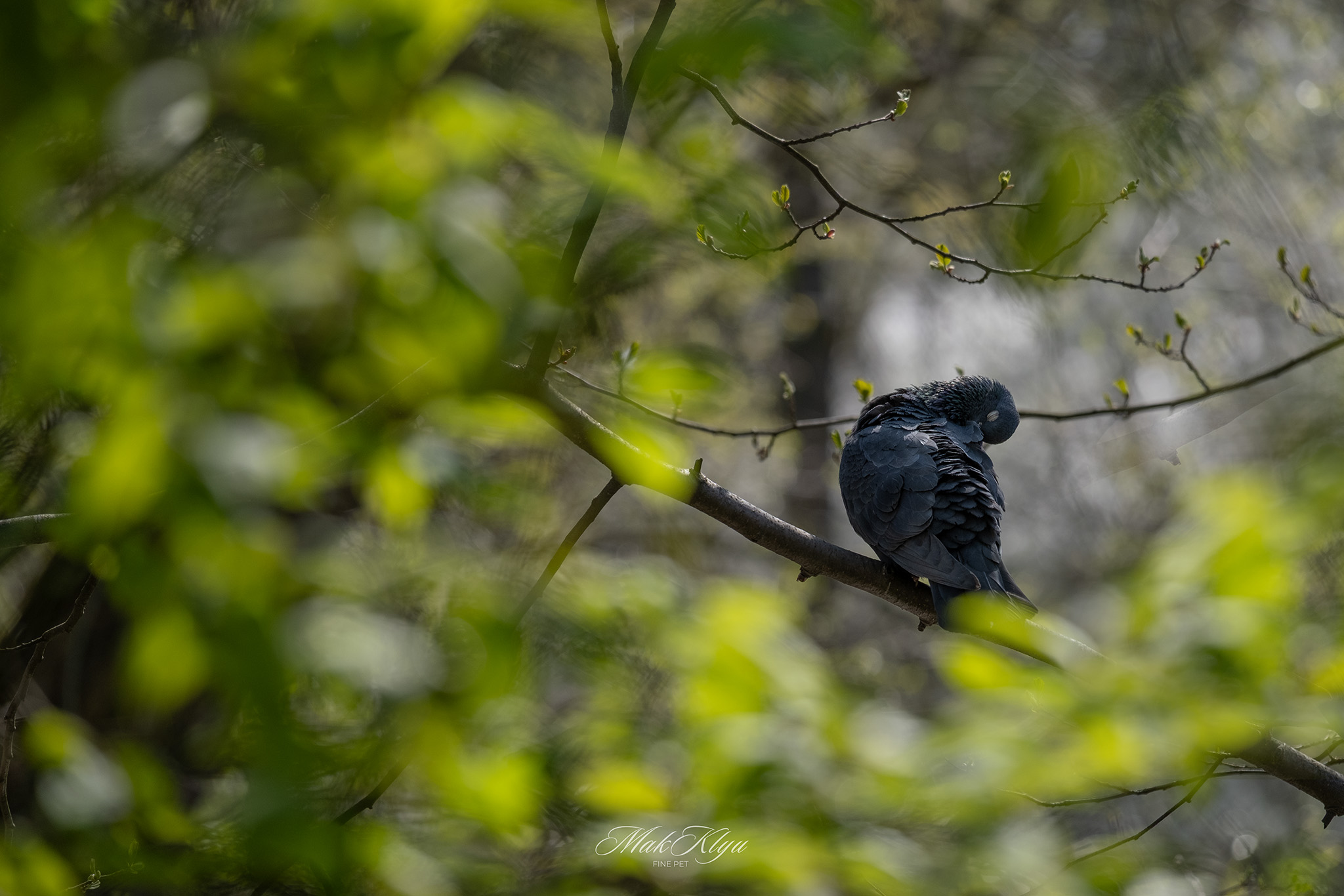 outdoor pet photography session in Krakow