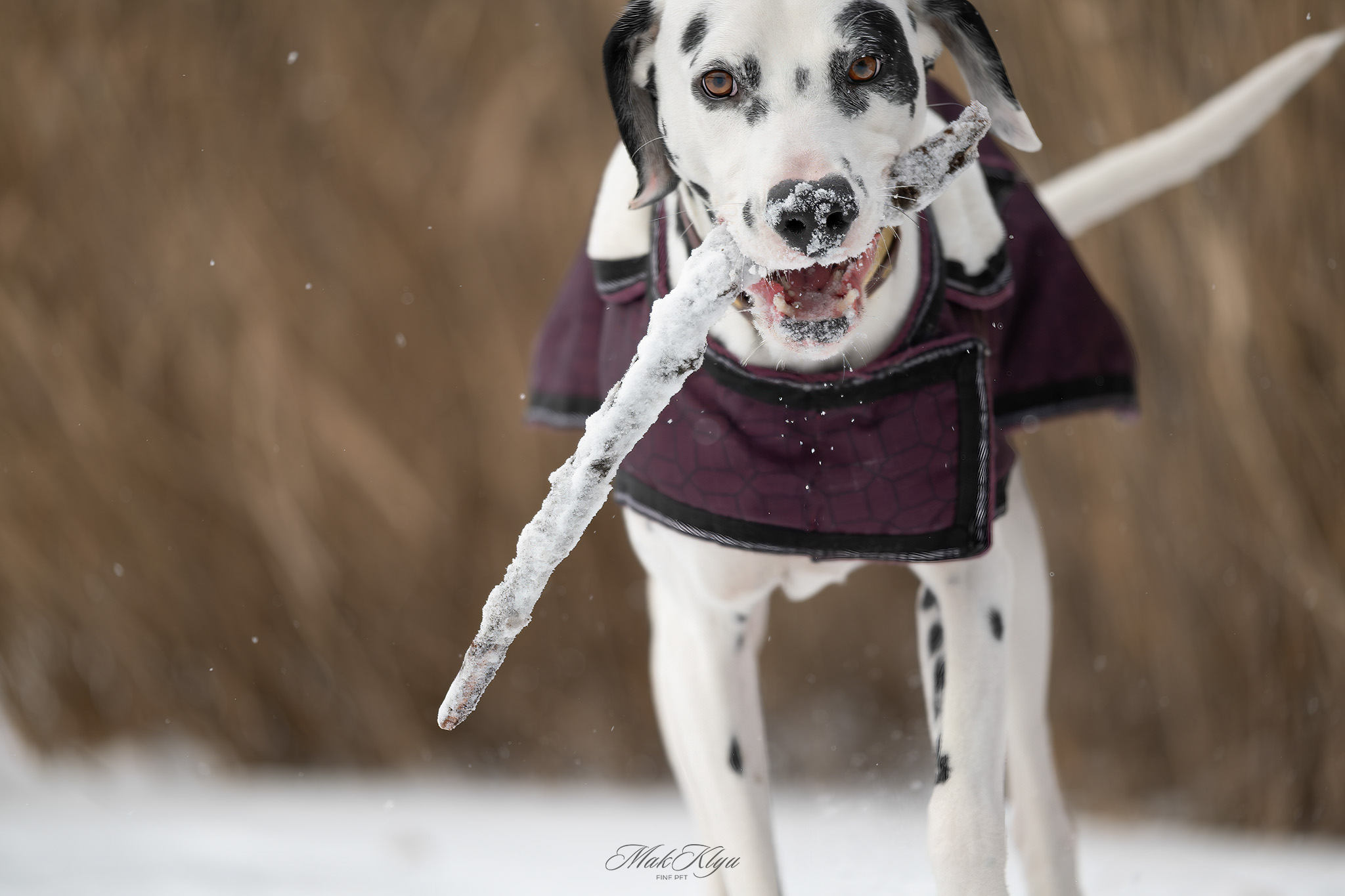 outdoor pet photography session in Krakow