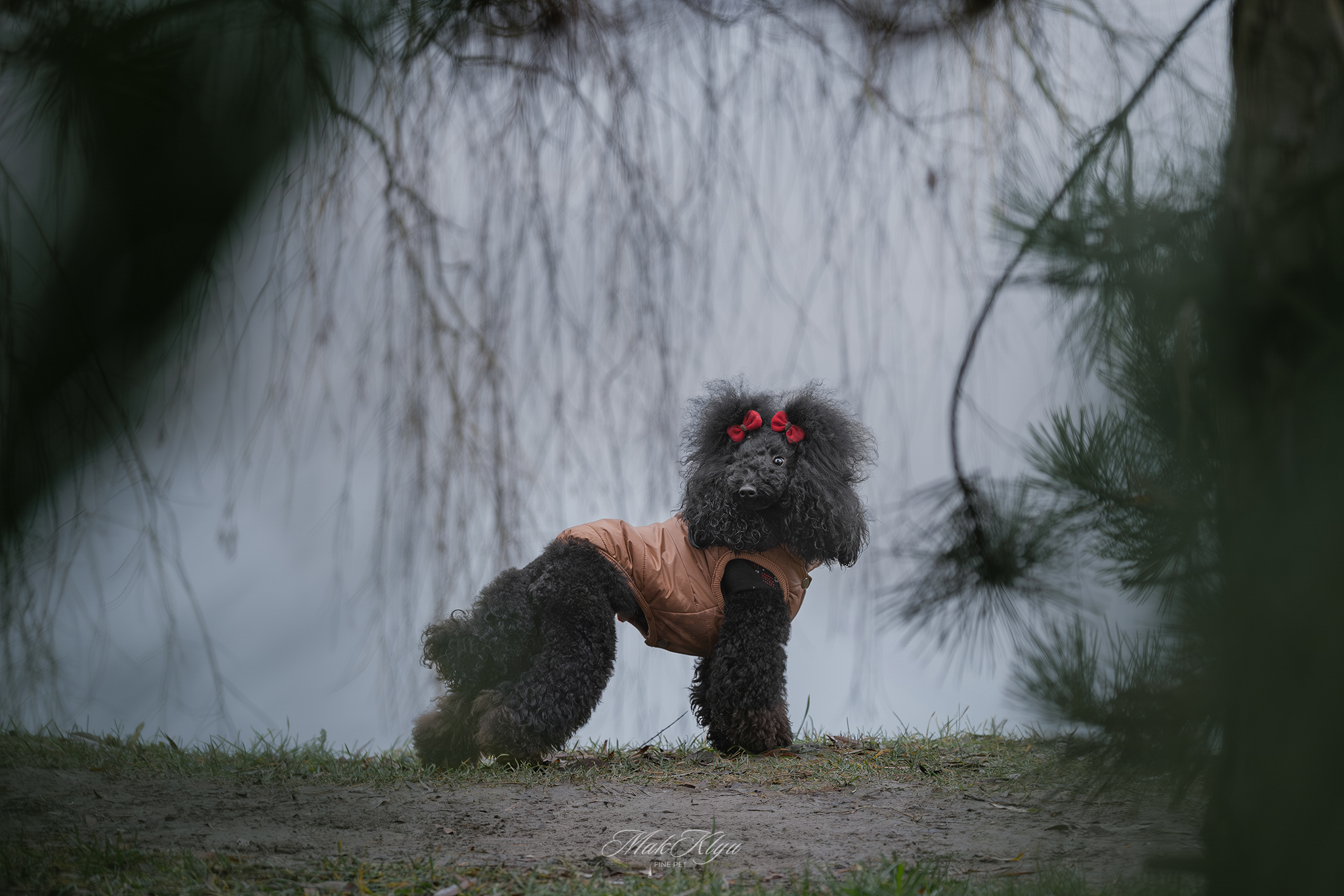 Artistic outdoor pet portrait in Krakow