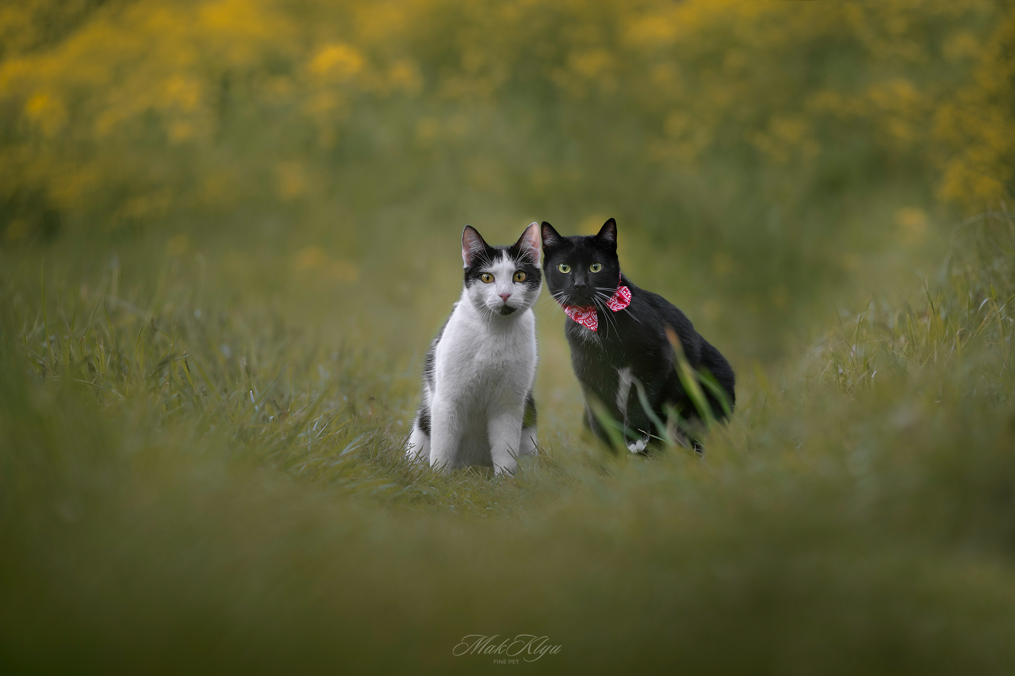 Artistic outdoor pet portrait in Krakow