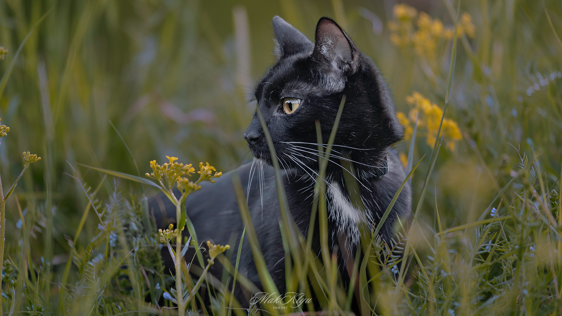 Artistic outdoor pet portrait in Krakow