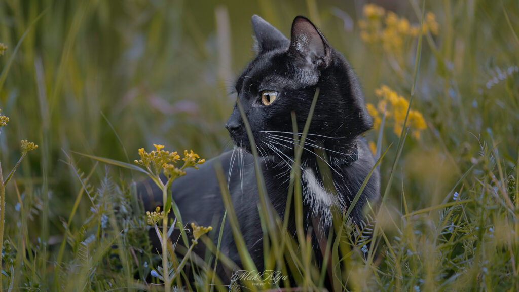 rtistic outdoor pet portrait in Krakow