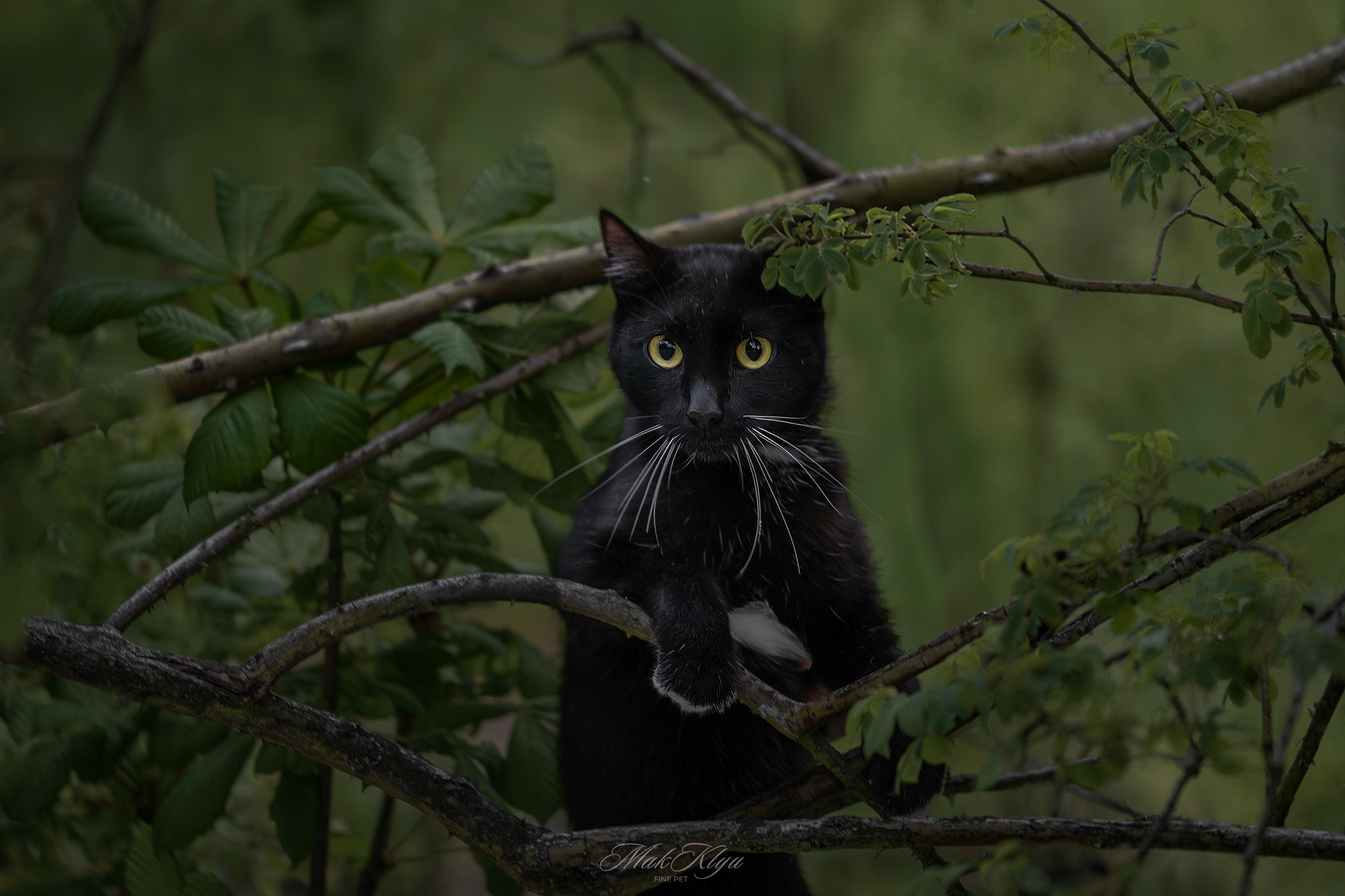 Artistic outdoor pet portrait in Krakow