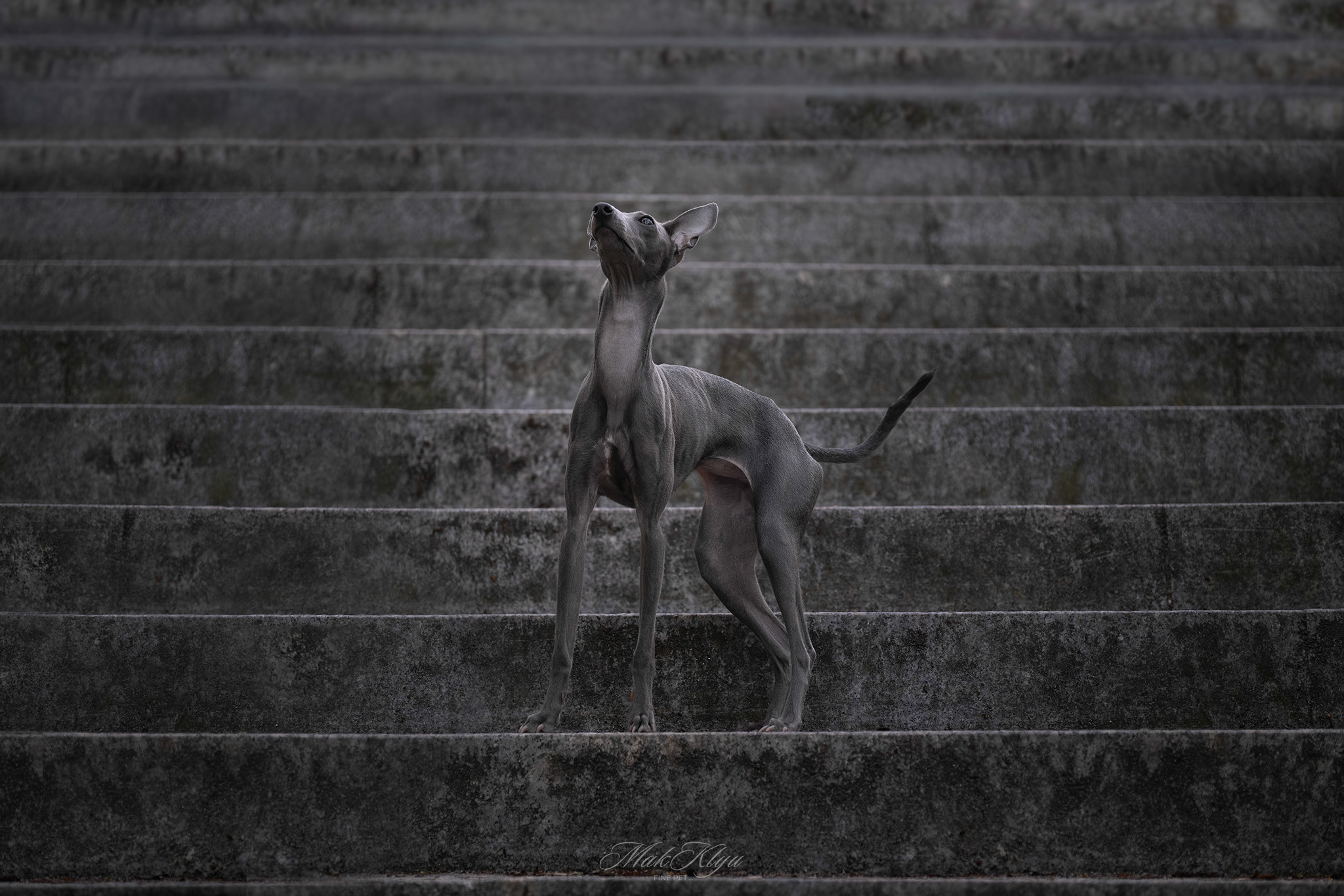 Artistic outdoor pet portrait in Krakow