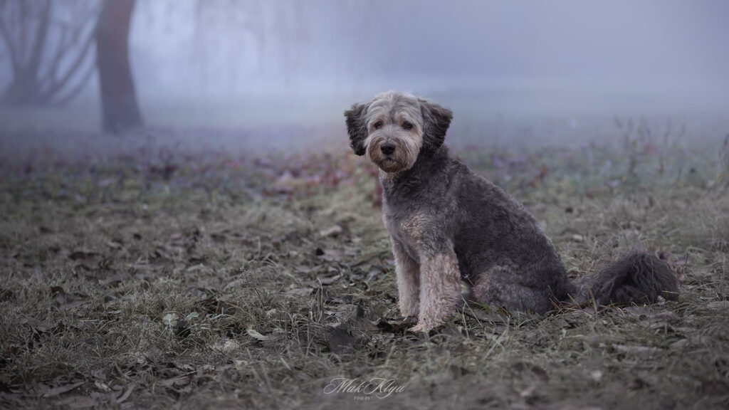 Artistic outdoor pet portrait in Krakow